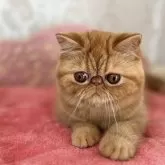 エキゾチックショートヘア【埼玉県・男の子・2023年7月15日・レッドタビー】の写真1