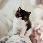 エキゾチックショートヘア【埼玉県・男の子・2023年8月30日・ブラックアンドホワイト】の写真1