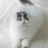 ペルシャ【埼玉県・男の子・2024年2月21日・ブラックスモークアンドホワイト】の写真3