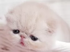 エキゾチックショートヘア【埼玉県・男の子・2025年8月15日・クリームタビーアンドホワイト】の写真9