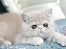 エキゾチックショートヘア【埼玉県・男の子・2025年6月8日・クリーム】の写真5