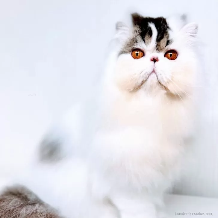 ID：2407-02827の子猫