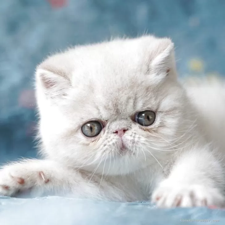 ID：2505-00142の子猫