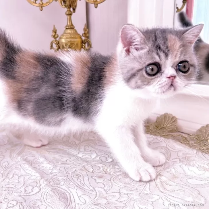 ID：2506-00603の子猫