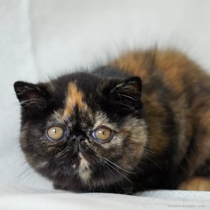 ID：2412-02717の子猫