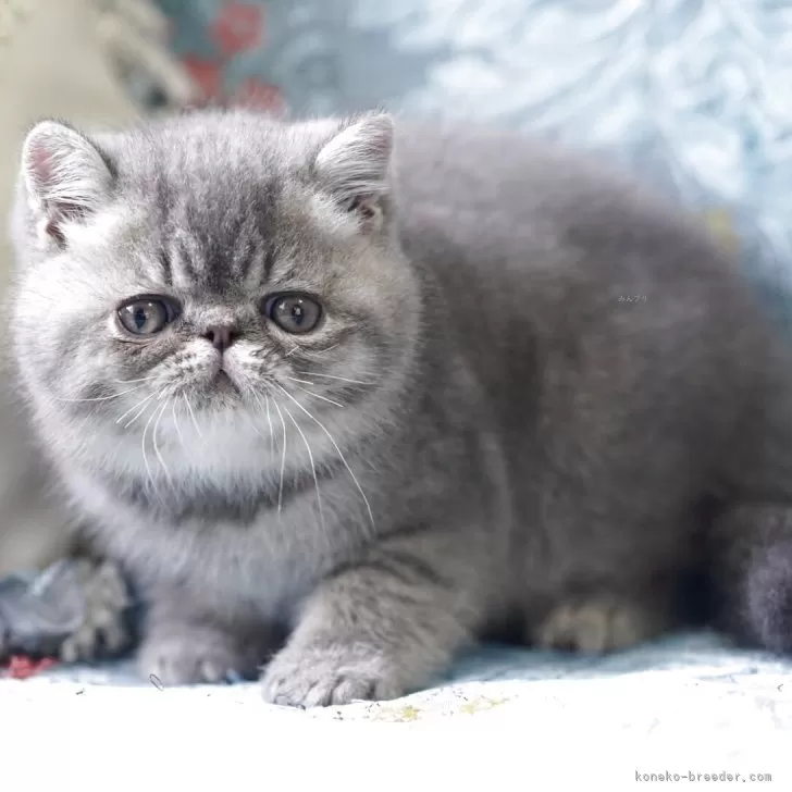 ID：2505-00107の子猫