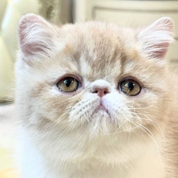 エキゾチックショートヘア【埼玉県・男の子・2025年8月15日・クリームタビーアンドホワイト】の写真「優しいお目目の男の子」