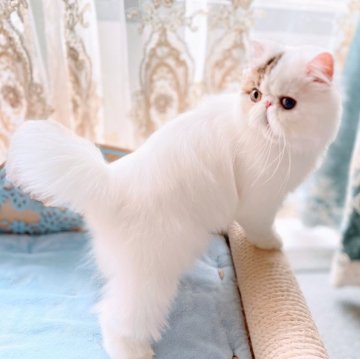 エキゾチックロングヘア【埼玉県・男の子・2024年4月9日・ブラウンタビーアンドホワイト】の写真「ショータイプ、性格、スイートフェイス」