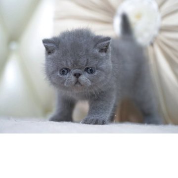 エキゾチックショートヘア【埼玉県・男の子・2025年6月8日・ブルー（ふわふわ）】の写真「ショータイプでカラーがとてもきれいな男の子」