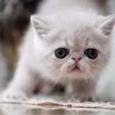 エキゾチックショートヘア