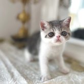 エキゾチックショートヘア