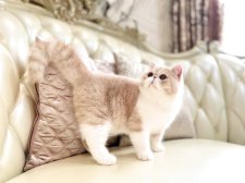 エキゾチックショートヘア