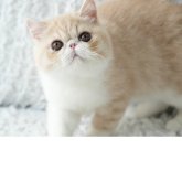 エキゾチックショートヘア