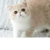 エキゾチックショートヘア