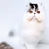 ペルシャ【埼玉県・男の子・2024年2月21日・ブルータビーアンドホワイト】の写真1