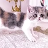 エキゾチックショートヘア