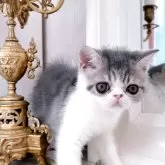 エキゾチックショートヘア