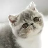 エキゾチックショートヘア