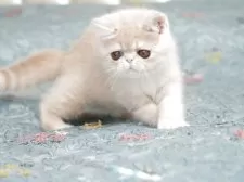 エキゾチックショートヘア【埼玉県・男の子・2025年6月8日・クリーム】の写真10