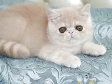 エキゾチックショートヘア【埼玉県・男の子・2025年6月8日・クリーム】の写真6