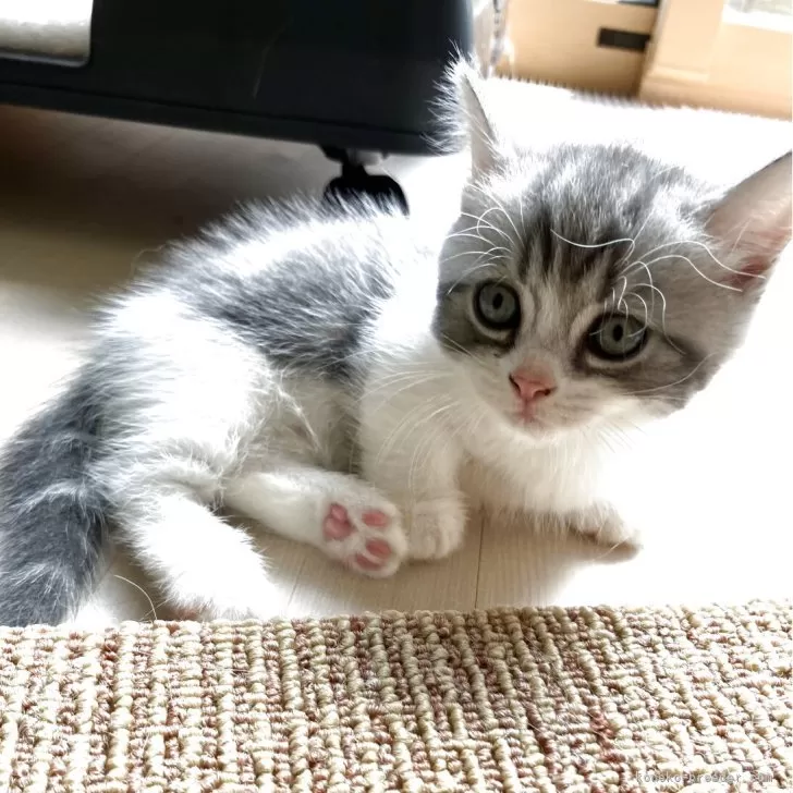 ID:2508-01975の子猫