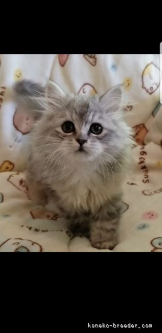 サイベリアンのモフモフのトリプルコートとまん丸お目目の可愛い子今回の子猫のお姉さん｜塩脇　紀子(しおわき　のりこ)ブリーダー(埼玉県・サイベリアンなど・ICC登録)の紹介写真1