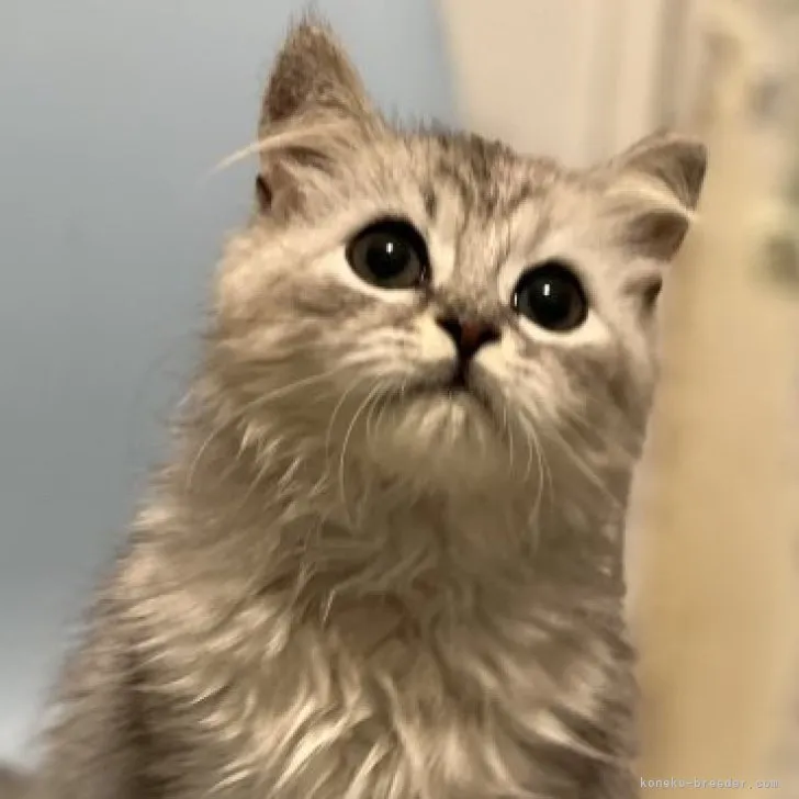 ID:2306-01757の子猫