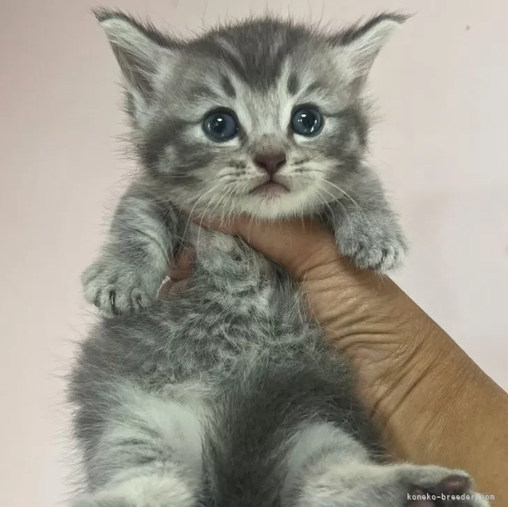 ID：2405-01440の子猫