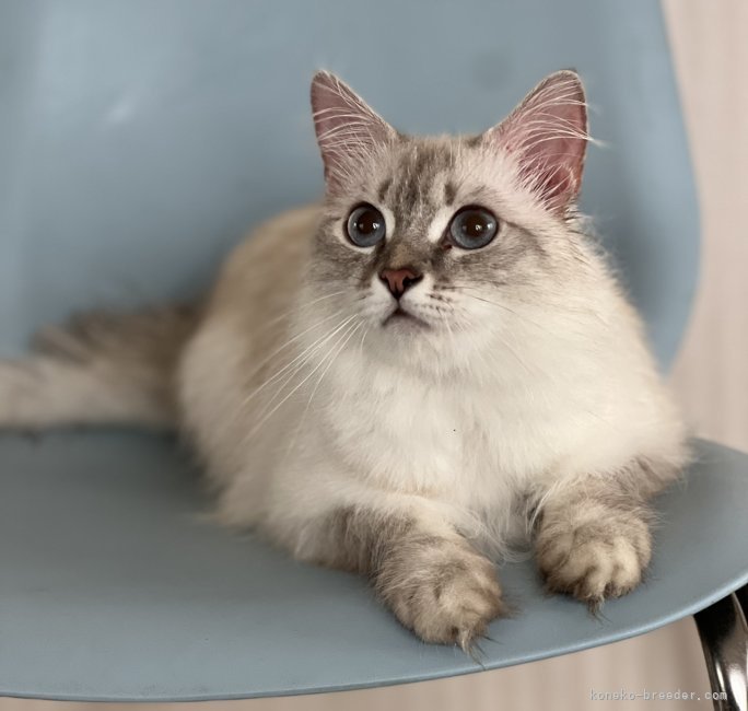 サイベリアン【・女の子・2021年11月26日・ネブァマスカレード】「出産後で毛が少ないてすが落ち着いたらもっとモフモフですよ」