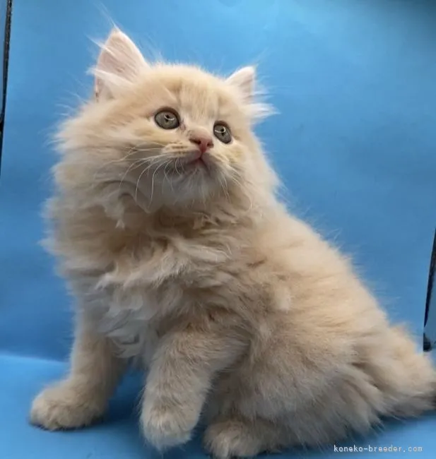 チカ 様のお迎えした子猫