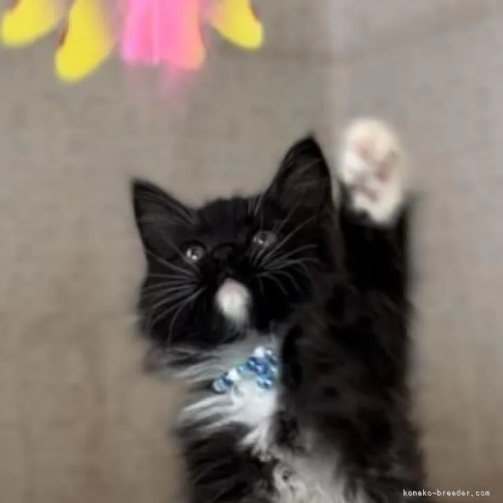ID:2211-00032の子猫