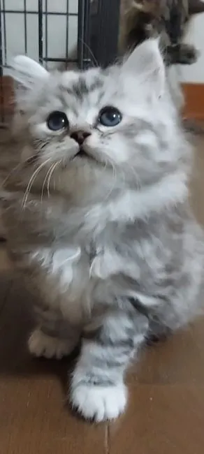 ID:2111-01749の子猫