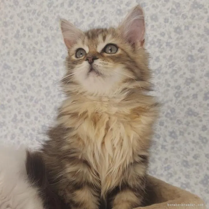 ID:2205-00634の子猫