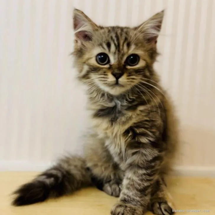 ID:2205-00781の子猫