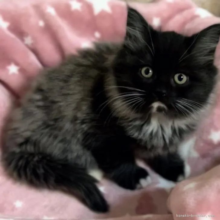 ID：2210-02633の子猫