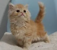 ラガマフィン【埼玉県・女の子・2021年12月4日・レッドタビー】の写真1「まん丸ふわもこで穏やかな甘えん坊の女の子🎀♀」