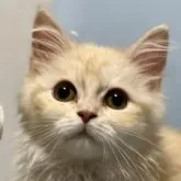 サイベリアン【埼玉県・男の子・2023年3月1日・クリームシェルカメオ】の写真1「希少カラーの王子様　とっても優しい男です。」