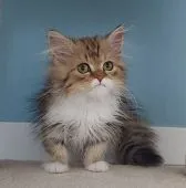 ミヌエット【埼玉県・女の子・2021年12月25日・ブラウンタビー&ホワイト】の写真1「とても可愛い性格です。　是非会いに来てあげて下さいね❤️」