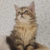 サイベリアン【埼玉県・女の子・2022年4月2日・ブラウンパッチタビー】の写真1「可愛いすぎですよ☺️すごく綺麗な柄です。なかなか希少だと思います。」