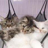 サイベリアン【・男の子・2019年8月3日・シェルクリームカメオ】