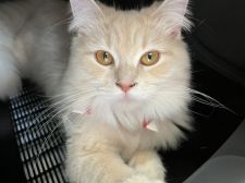 サイベリアン【・女の子・2020年7月11日・クリームタビー&ホワイト】