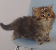 サイベリアン【埼玉県・女の子・2022年4月2日・ブラウンパッチタビー】の写真3「大人になったら毛色がとっても楽しみです。かなり密集したトリプルコート」