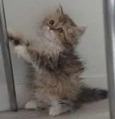 ミヌエット【埼玉県・女の子・2021年12月25日・ブラウンタビー&ホワイト】の写真3「ふわふわですよー🐱」