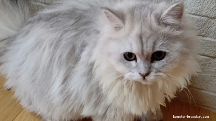 ID：2101-01347の子猫