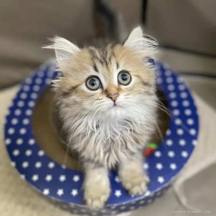 ID：2210-01676の子猫