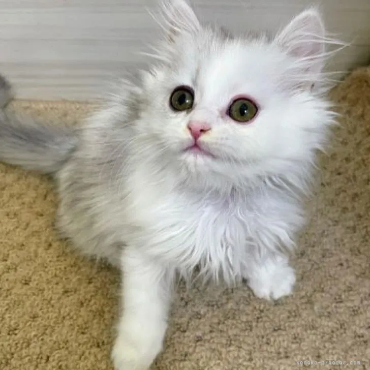 ID：2210-01909の子猫