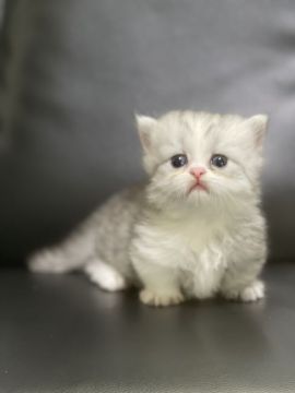 ミヌエット【愛知県・男の子・2021年8月26日・シルバーアンドホワイト（ロングヘアー）】の写真「⭐︎短足ちゃんで可愛いです⭐︎」