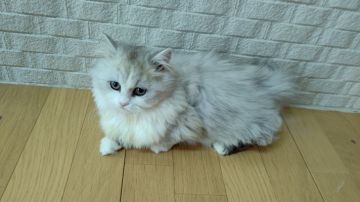 ミヌエット【愛知県・男の子・2020年9月27日・チンチラシルバー】の写真「超〜極短です♡」