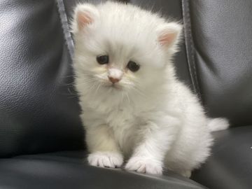 ミヌエット【愛知県・男の子・2021年8月26日・チンチラシルバー（長毛）】の写真「活発で元気な男の子(=^ェ^=)」