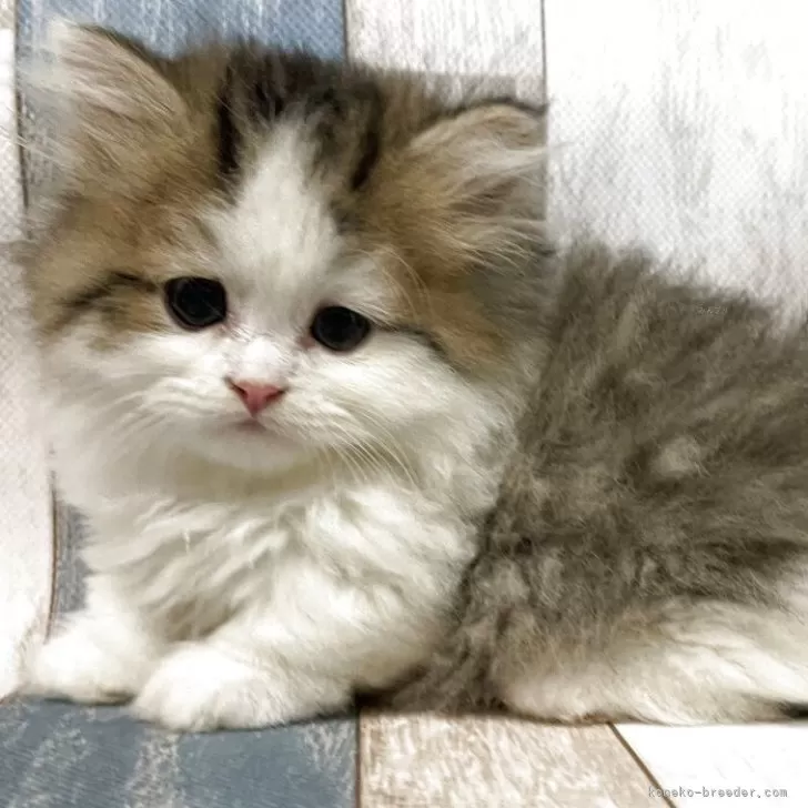 ID：2508-00140の子猫